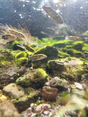 Crenichthys baileyi moapae