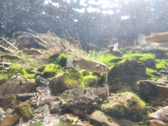 Crenichthys baileyi moapae