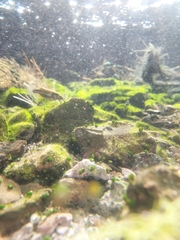 Crenichthys baileyi moapae
