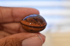 Macropsychanthus comosus