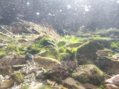 Crenichthys baileyi moapae