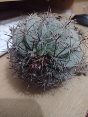 Melocactus