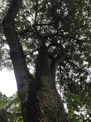 Aegiphila ferruginea