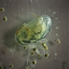 Chlamydotheca