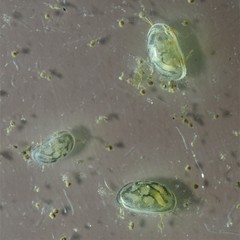 Chlamydotheca