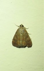 Amyna axis