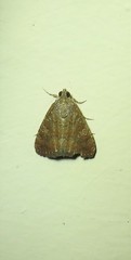 Amyna axis