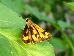 Taractrocera archias