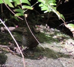 Pnoepyga pusilla