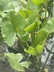 Nuphar