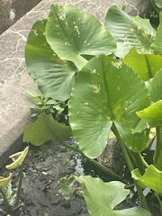 Nuphar