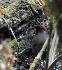 Trochalopteron melanostigma
