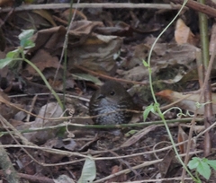 Pnoepyga pusilla