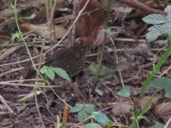 Pnoepyga pusilla