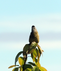 Pycnonotus flavescens