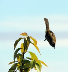Pycnonotus flavescens