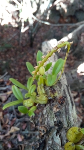 Bulbophyllum senghasii image