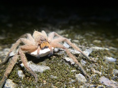 Heteropoda pingtungensis