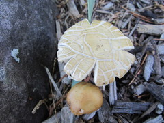 Agrocybe praecox