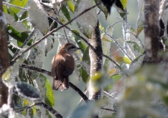 Cacomantis sonneratii