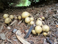 Agrocybe praecox