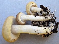 Agrocybe praecox