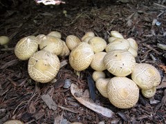 Agrocybe praecox