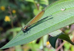Mnais andersoni