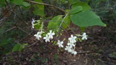 Ajugoideae