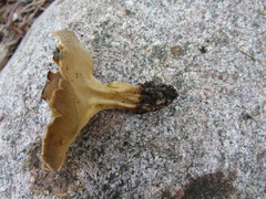 Helvella solitaria
