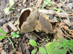 Helvella solitaria