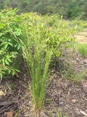 Sphenopholis obtusata