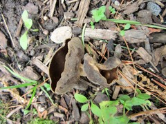 Helvella solitaria