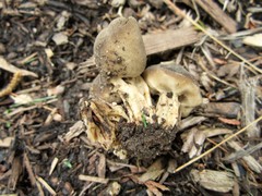Helvella solitaria