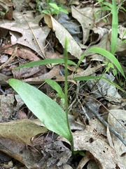 Ophioglossum pusillum