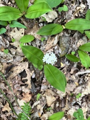 Clintonia umbellulata