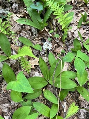 Clintonia umbellulata