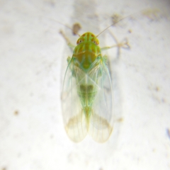 Neocoelidiinae