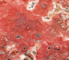 Hymenochaete sphaericola