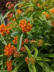 Asclepias tuberosa