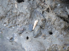 Cerithideopsis californica