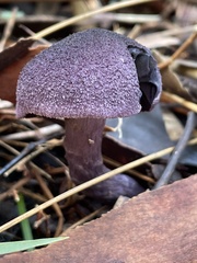 Cortinarius kioloensis