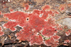 Hymenochaete sphaericola