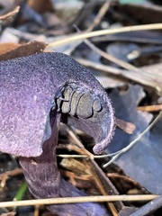 Cortinarius kioloensis