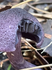 Cortinarius kioloensis
