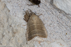 Bagisara rectifascia