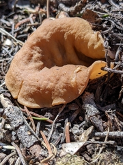 Gyromitra perlata