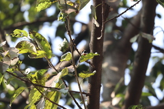 Aegithalos concinnus