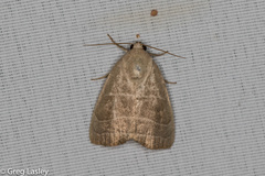 Bagisara rectifascia