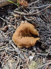 Gyromitra perlata